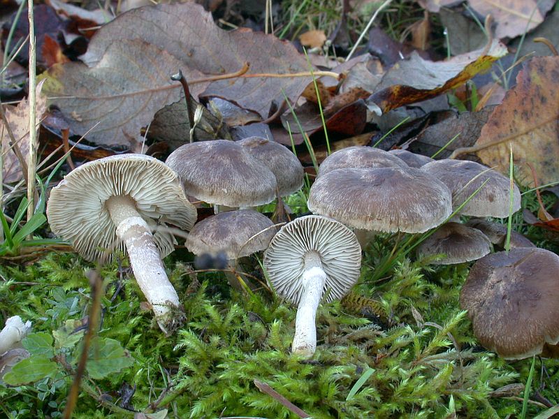 tricholoma_cingulatum_1a.jpg