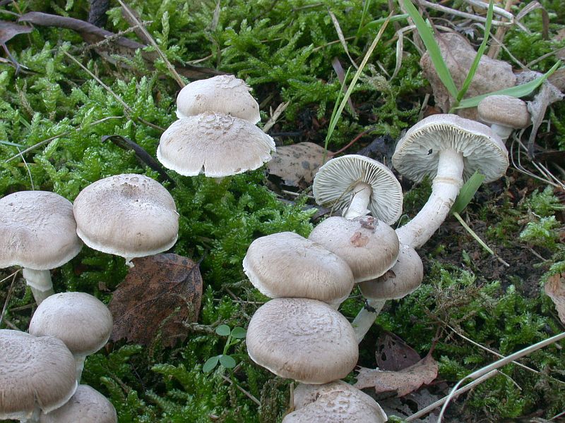 tricholoma_cingulatum_1b.jpg