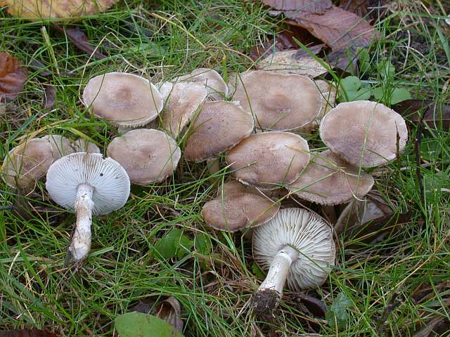 tricholoma_cingulatum_2.jpg
