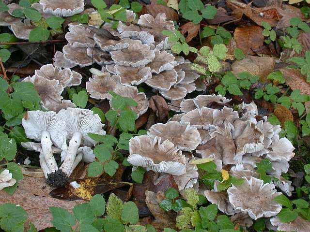 tricholoma_cingulatum_3.jpg