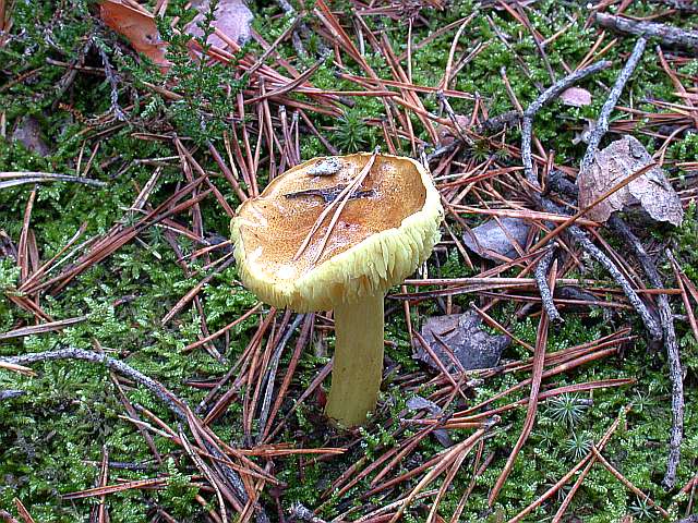 tricholoma_equestre_2.jpg