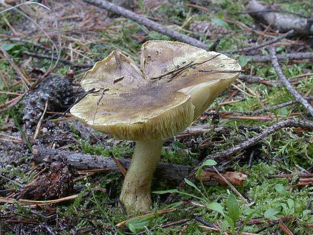 tricholoma_equestre_3.jpg