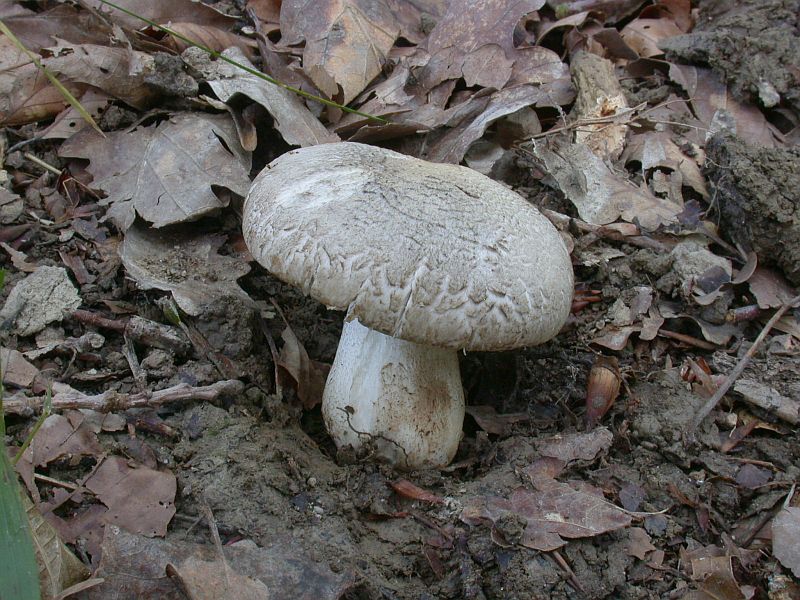 tricholoma_pardalotum_1a.jpg