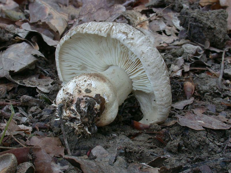 tricholoma_pardalotum_1b.jpg