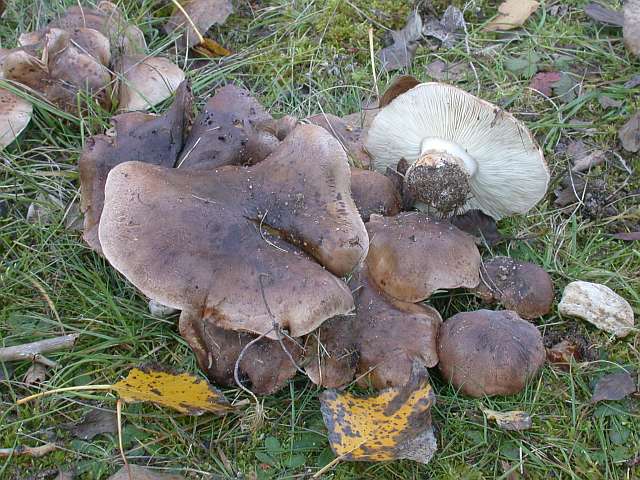 tricholoma_populinum.jpg