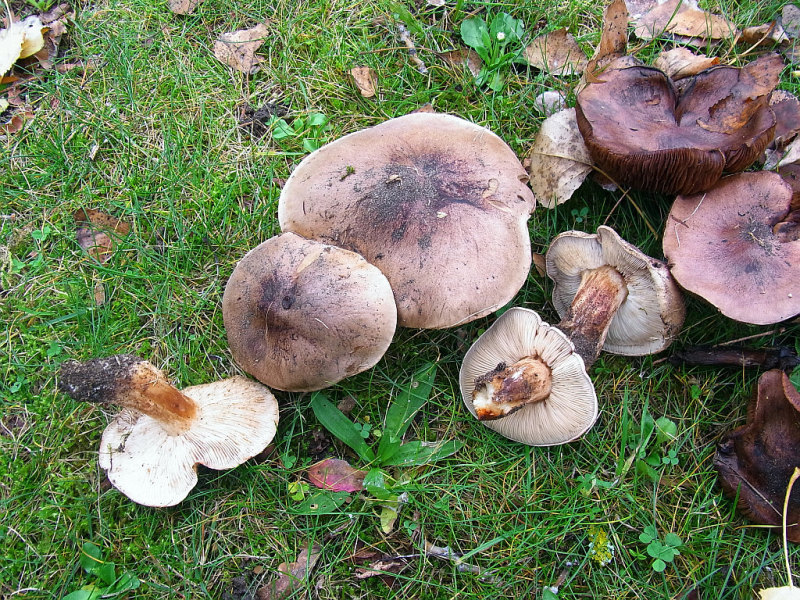 tricholoma_populinum_2.jpg