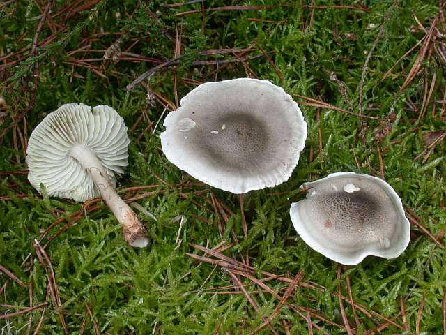 tricholoma_saponaceum_1.jpg