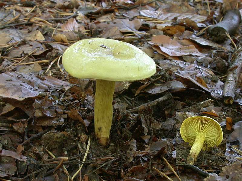 tricholoma_sulphureum_1.jpg