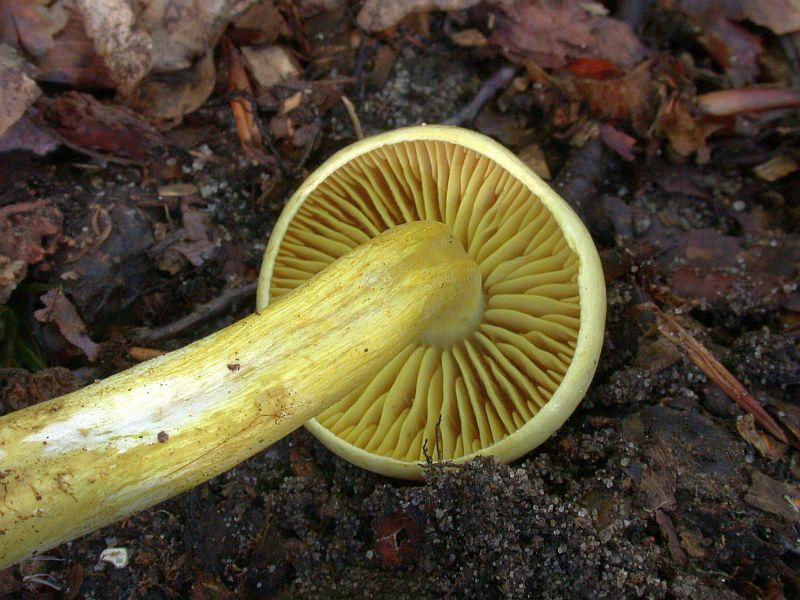 tricholoma_sulphureum_2.jpg