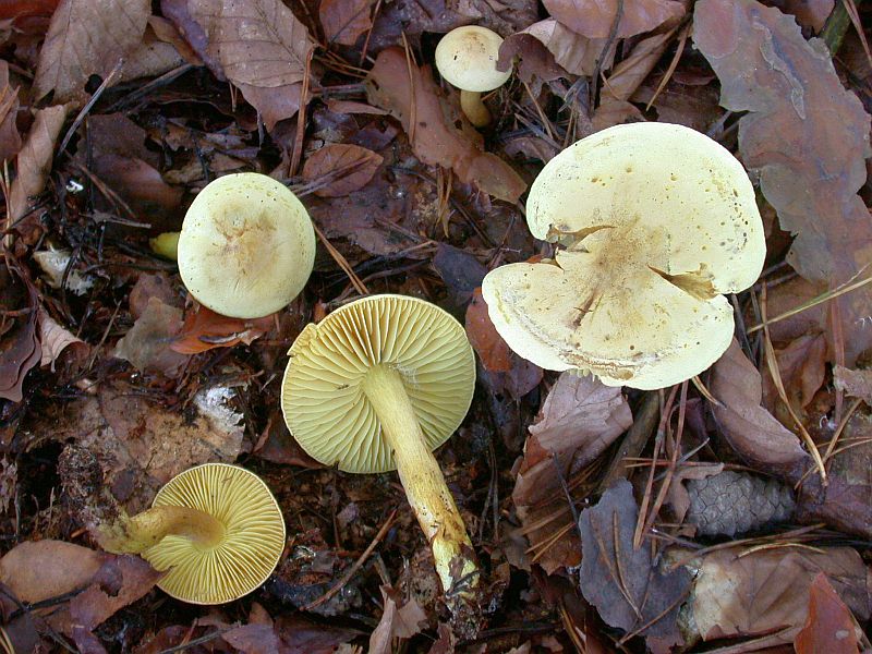 tricholoma_sulphureum_3.jpg