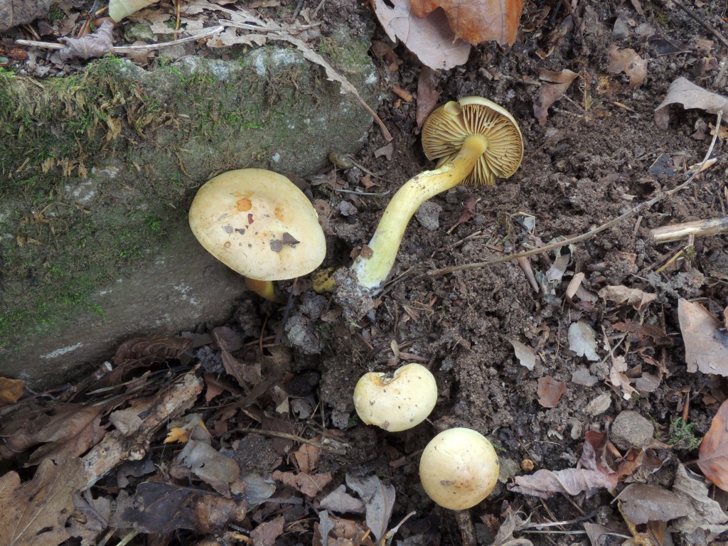 tricholoma_sulphureum_4a.jpg
