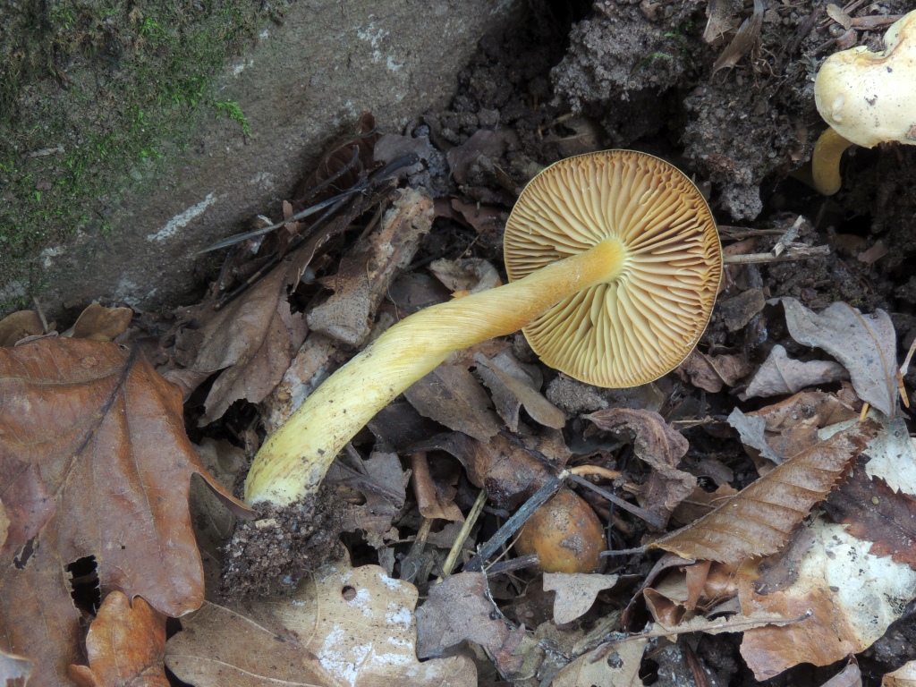 tricholoma_sulphureum_4b.jpg