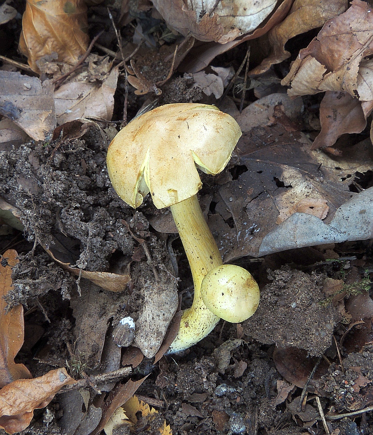 tricholoma_sulphureum_4c.jpg