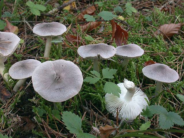 tricholoma_terreum.jpg