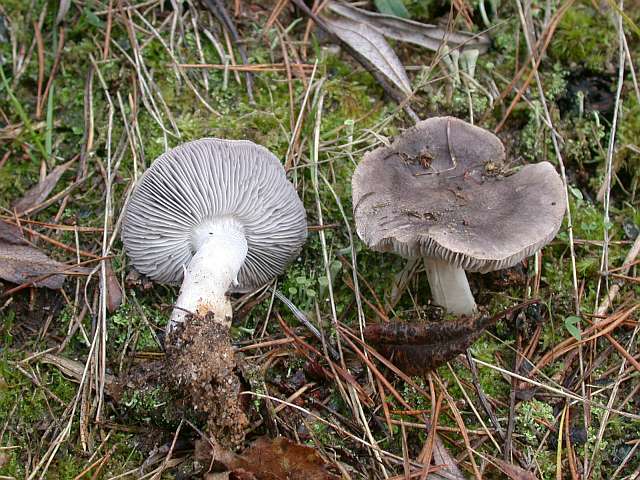 tricholoma_terreum_1.jpg