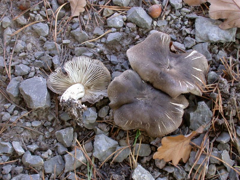 tricholoma_terreum_2.jpg