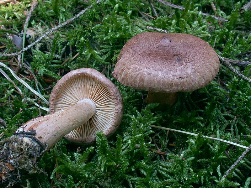 tricholoma_vaccinum_1.jpg