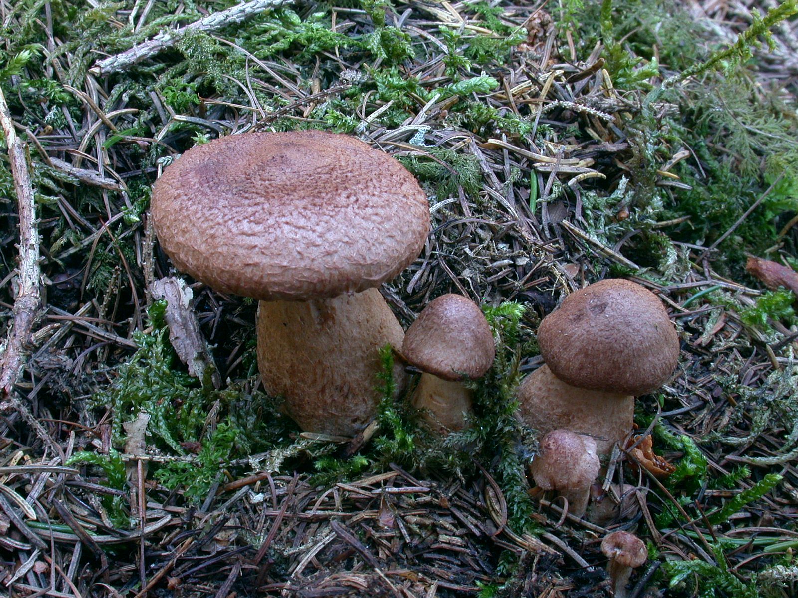 tricholoma_vaccinum_2.jpg