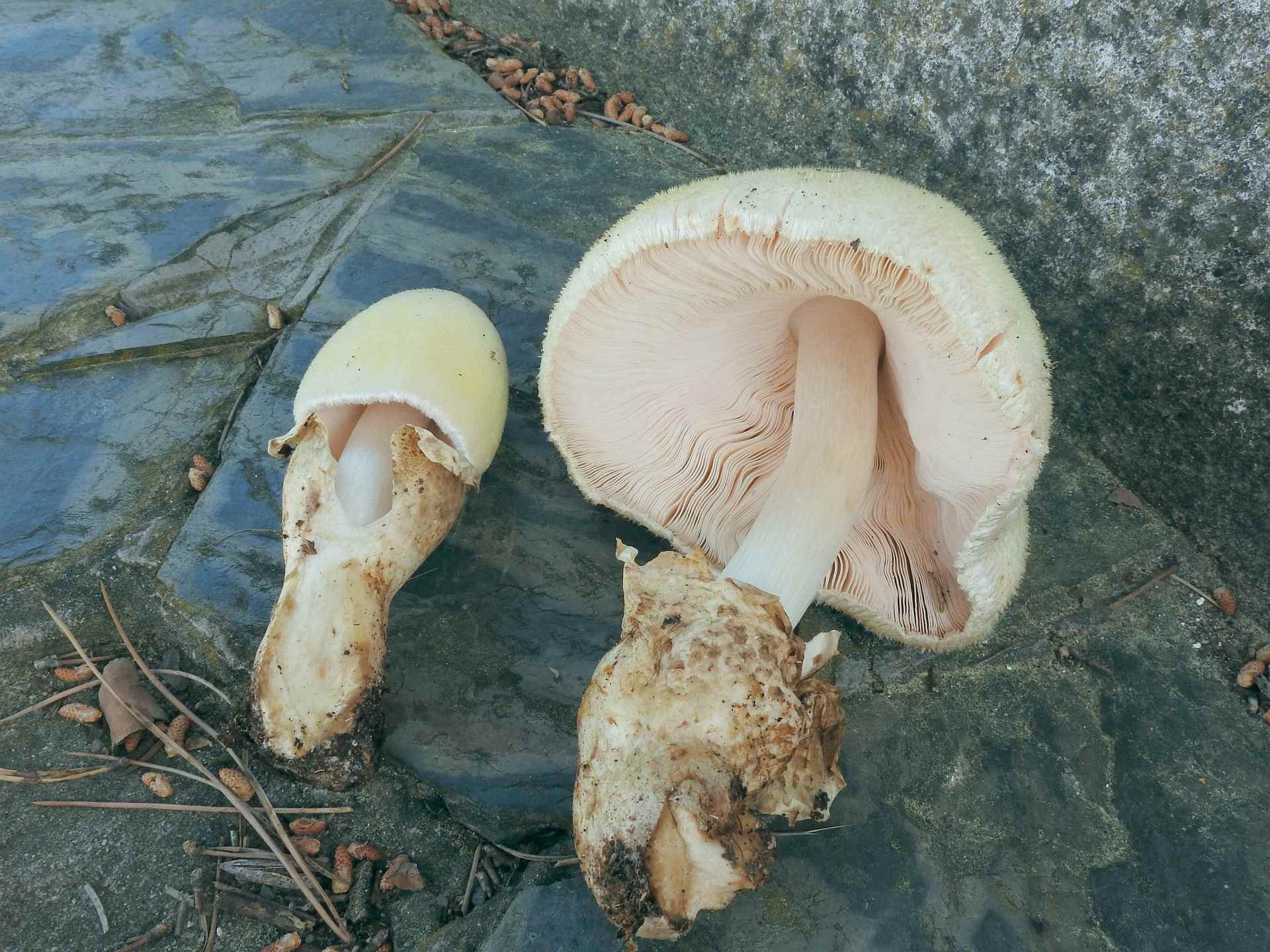 volvariella_bombycina_1c.jpg