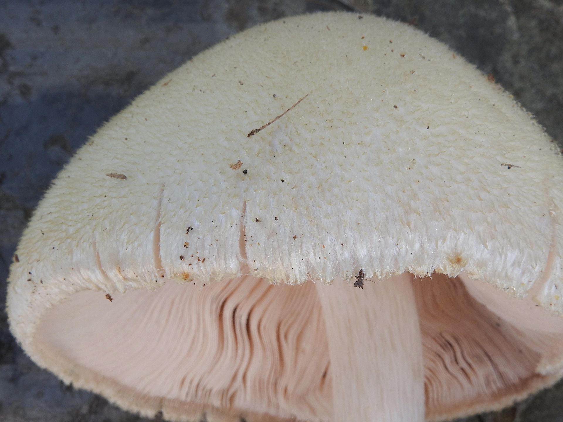 volvariella_bombycina_1d.jpg