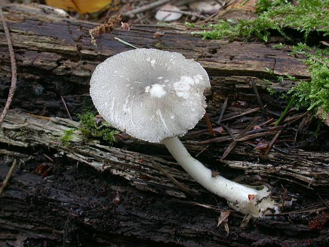 volvariella_caesiotincta_1.jpg