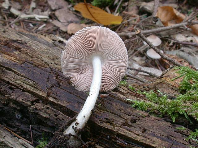 volvariella_caesiotincta_2.jpg