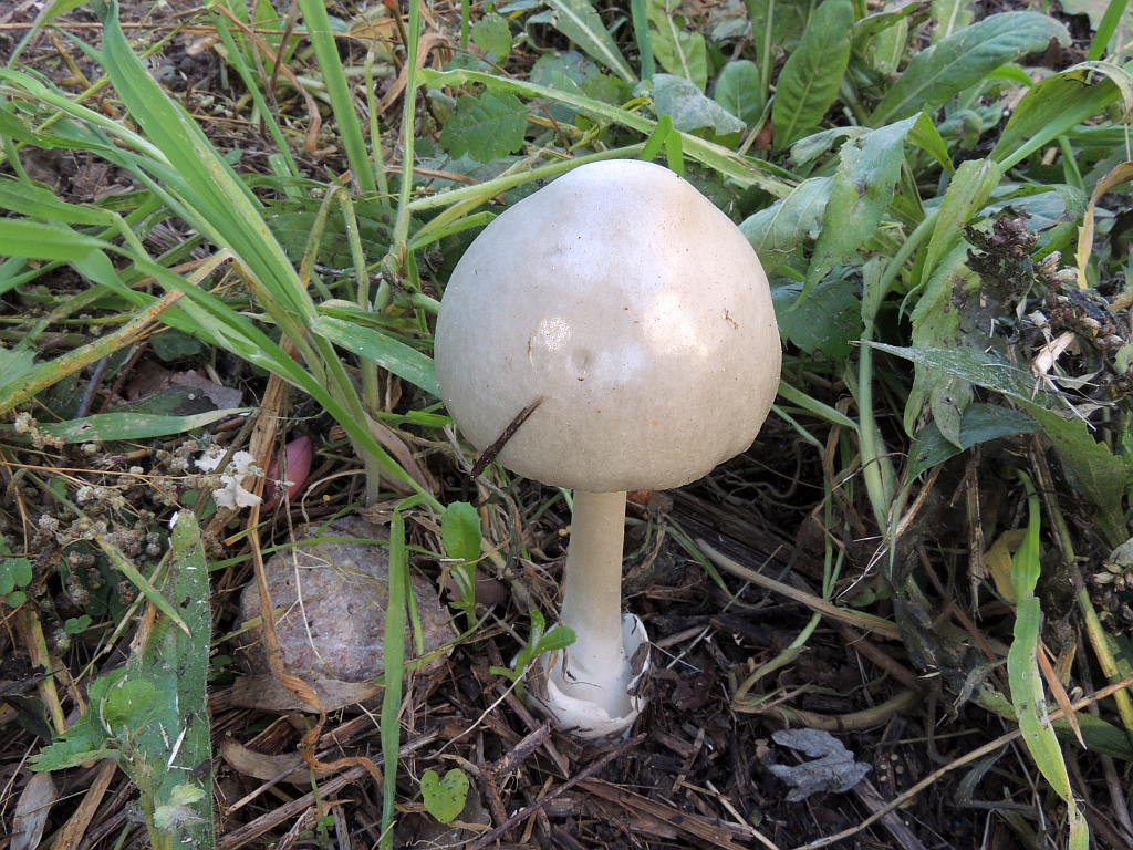 volvariella_gloiocephala_1a.jpg