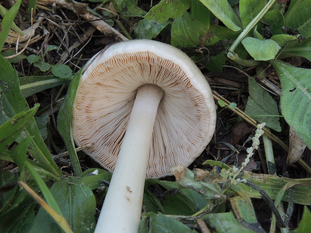volvariella_gloiocephala_1b.jpg