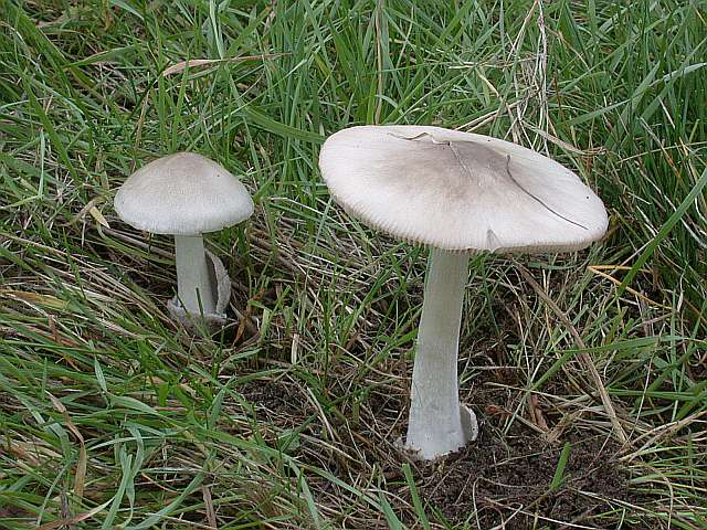 volvariella_gloiocephala_2.jpg