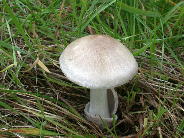 volvariella_gloiocephala_3.jpg