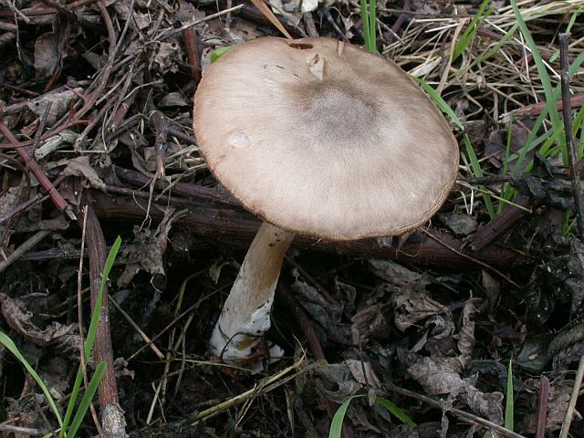 volvariella_gloiocephala_4.jpg
