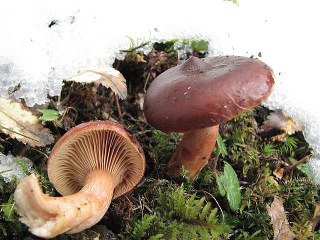 lactarius_badiosanguineus_1.jpg