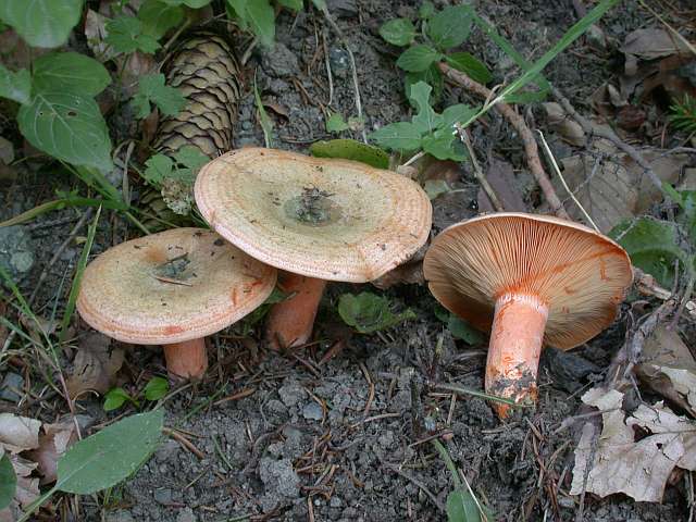 lactarius_deterrimus_1.jpg