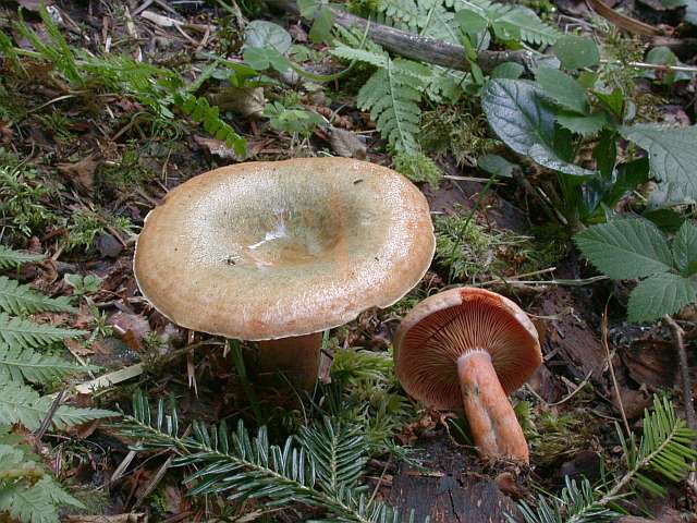 lactarius_deterrimus_2.jpg
