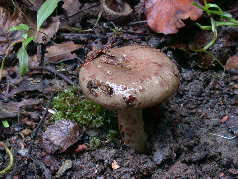 lactarius_fluens_1a.jpg