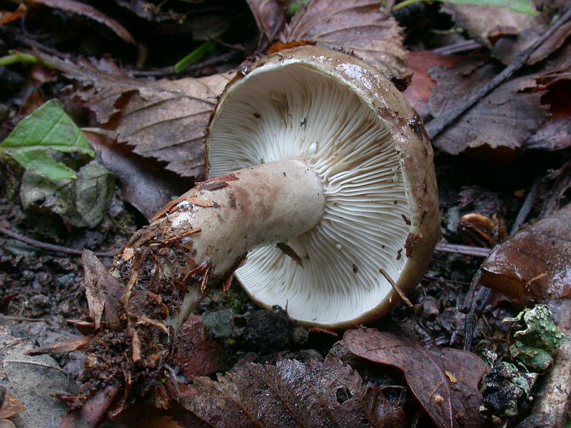 lactarius_fluens_1b.jpg