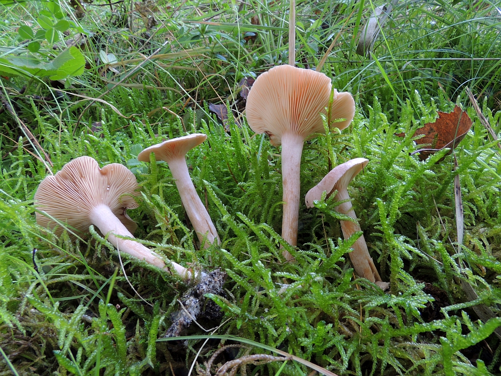 lactarius_glyciosmus_2.jpg
