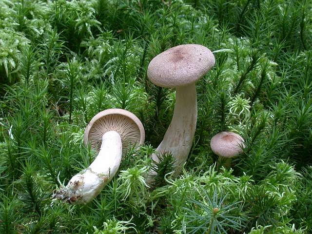 lactarius_helvus_1.jpg