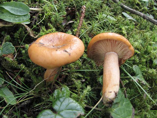 lactarius_porninsis_1.jpg