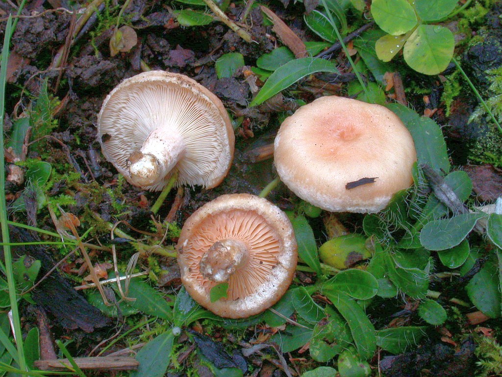 lactarius_pubescens_3.jpg