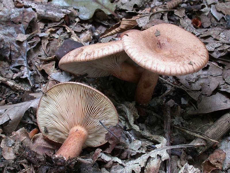 lactarius_quietus_4.jpg