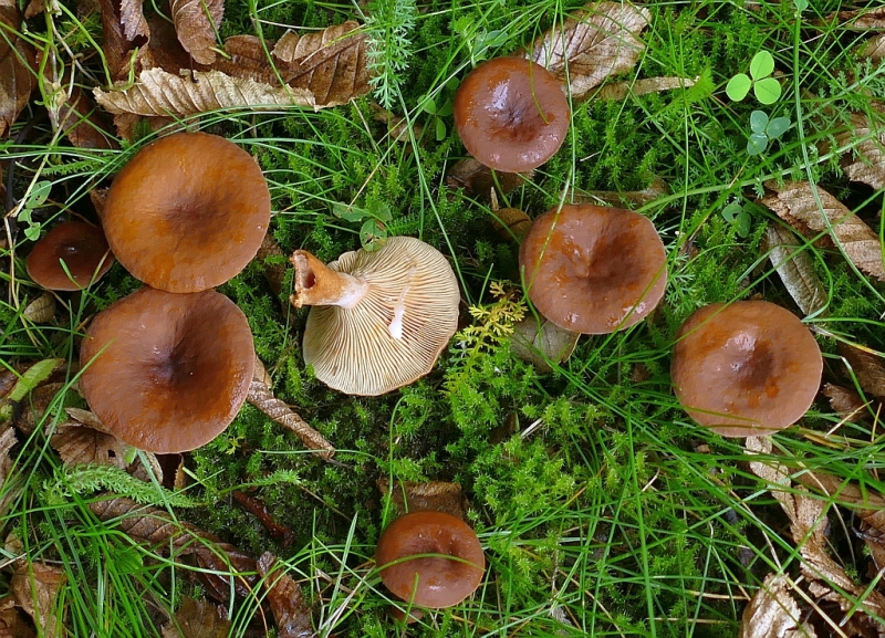 lactarius_rufus_2a.jpg