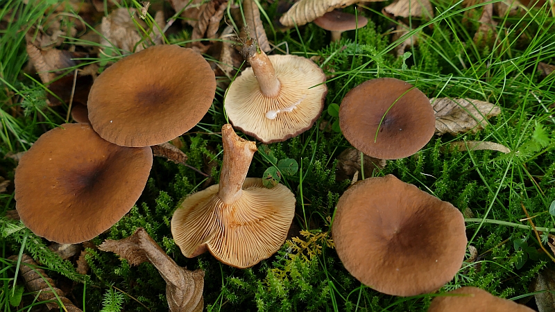 lactarius_rufus_2b.jpg