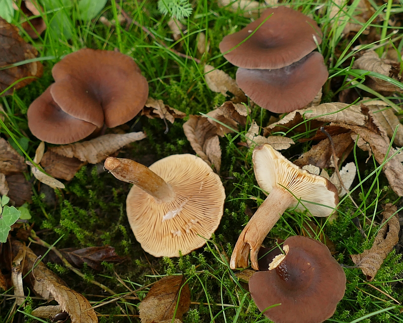 lactarius_rufus_2c.jpg