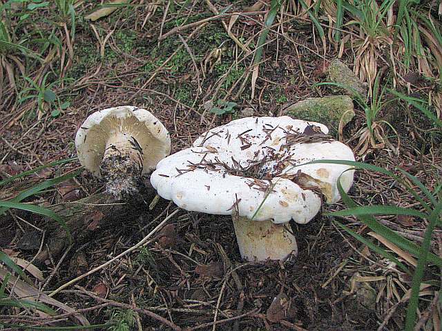 lactarius_vellereus_1.jpg