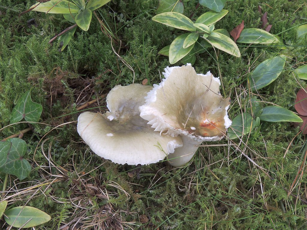 russula_aeruginea_2.jpg