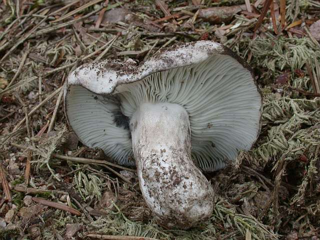 russula_albonigra_2.jpg