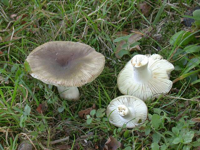 russula_amoenolens.jpg