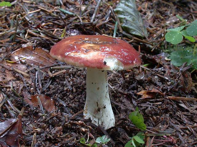 russula_badia_3.jpg