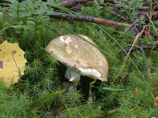 russula_cicatricata.jpg